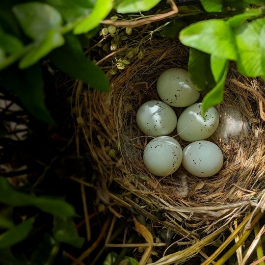 https://rubberdragon.com/wp-content/uploads/2020/01/birds-nest-web-hosting-540x540.jpg