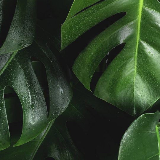 https://rubberdragon.com/wp-content/uploads/2020/01/wordpress-website-design-540x540.jpg